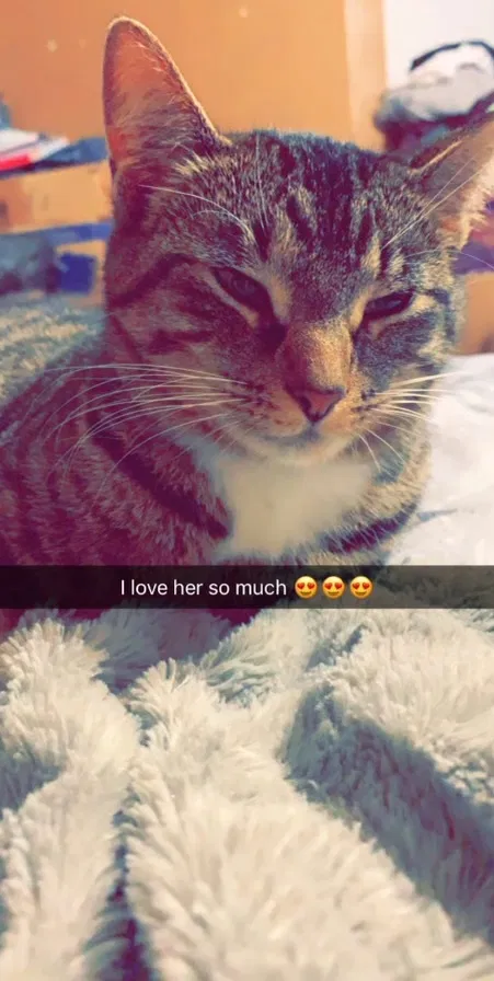 Lost cat in Cedar Park, TX, 78613