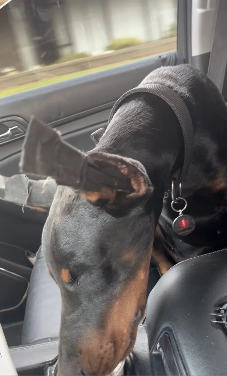 Lost dog in Fresno, CA, 93722
