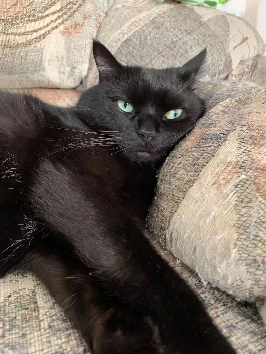 Lost cat in Boyds, MD, 20841