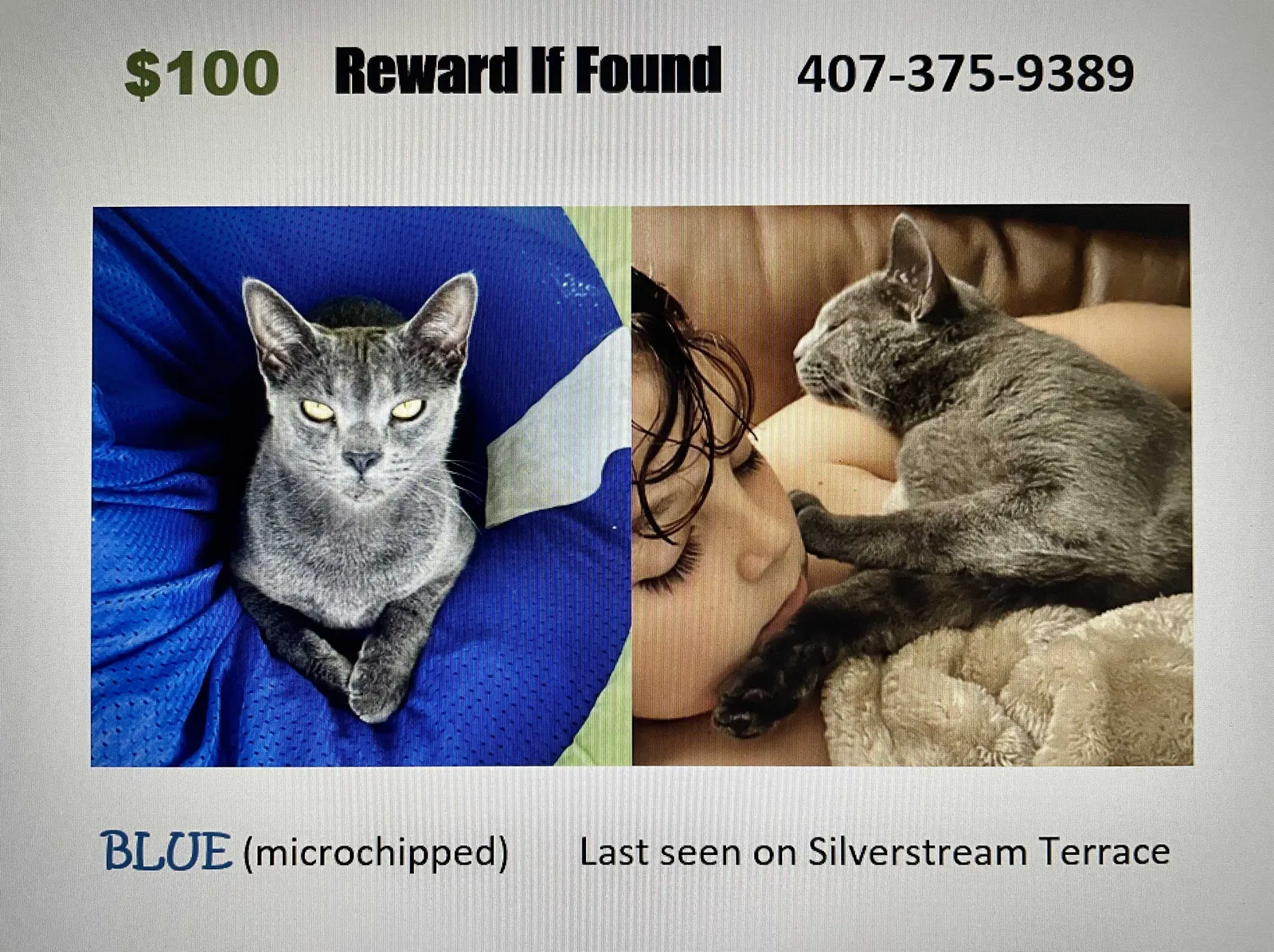 Lost cat in Sanford, FL, 32771