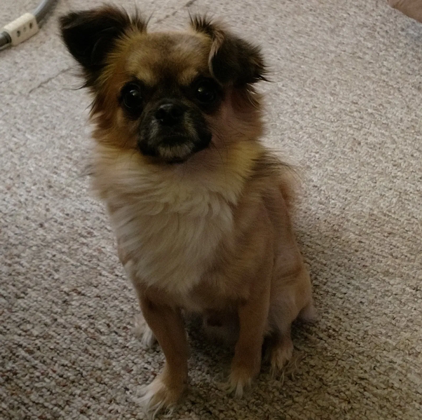 Lost dog in Oshkosh, WI, 54901