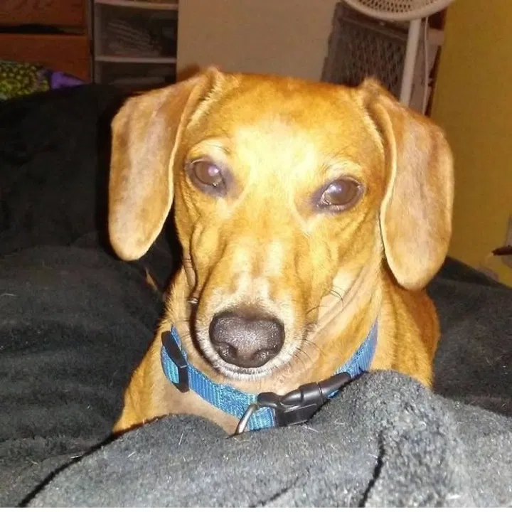 Lost dog in Bastrop, TX, 78602