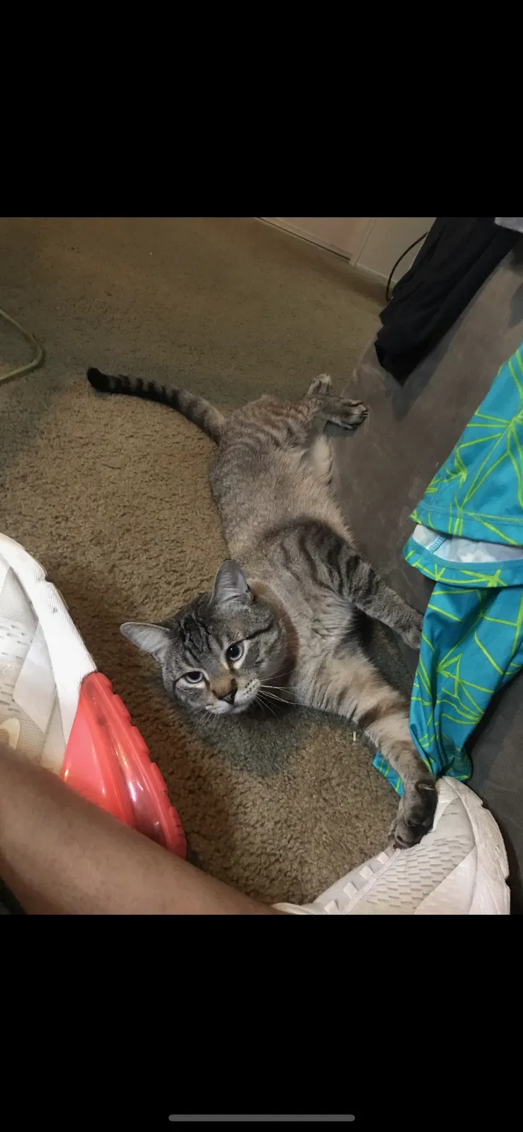 Lost cat in Austin, TX, 78753