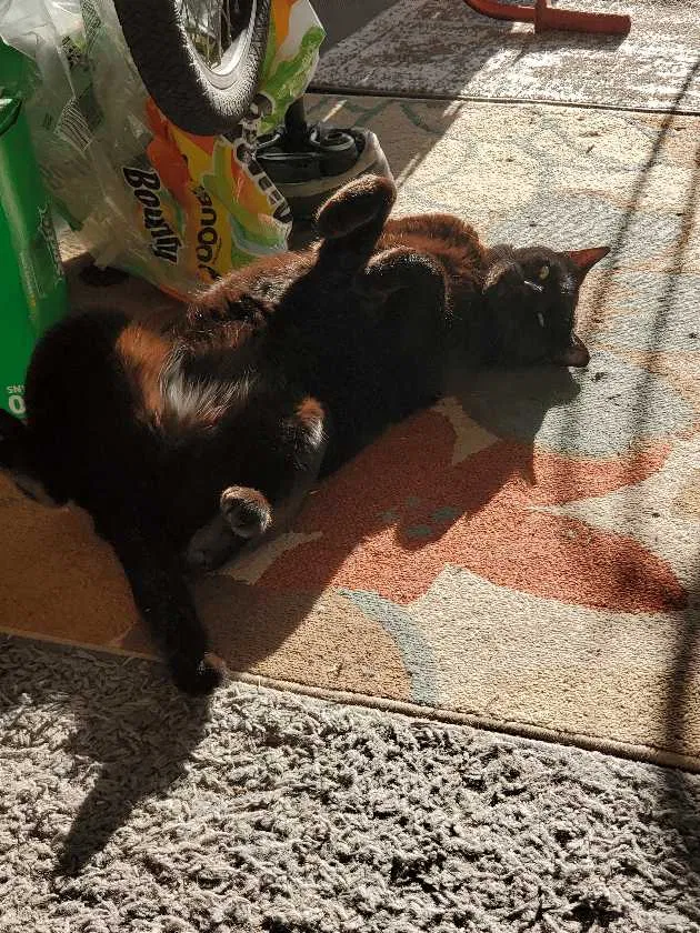 Lost cat in Lacey, WA, 98503