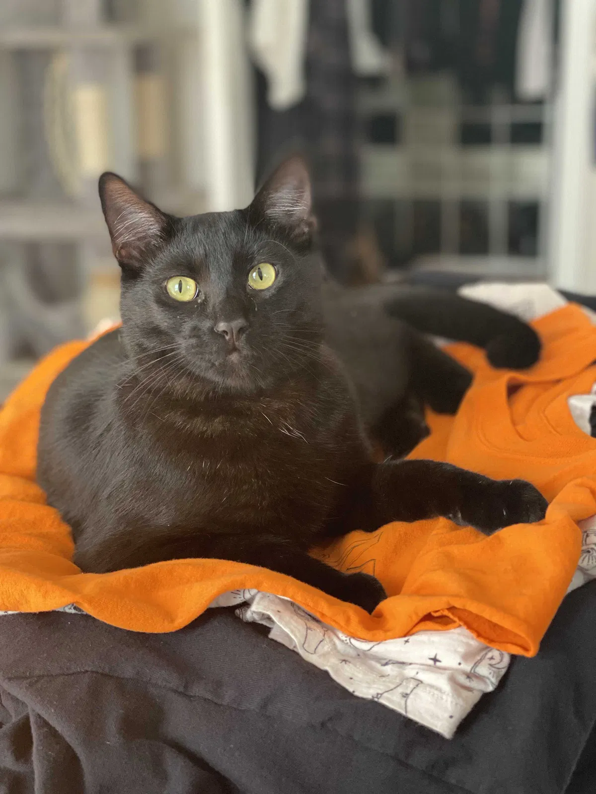 Lost cat in Canyon Country, CA, 91387