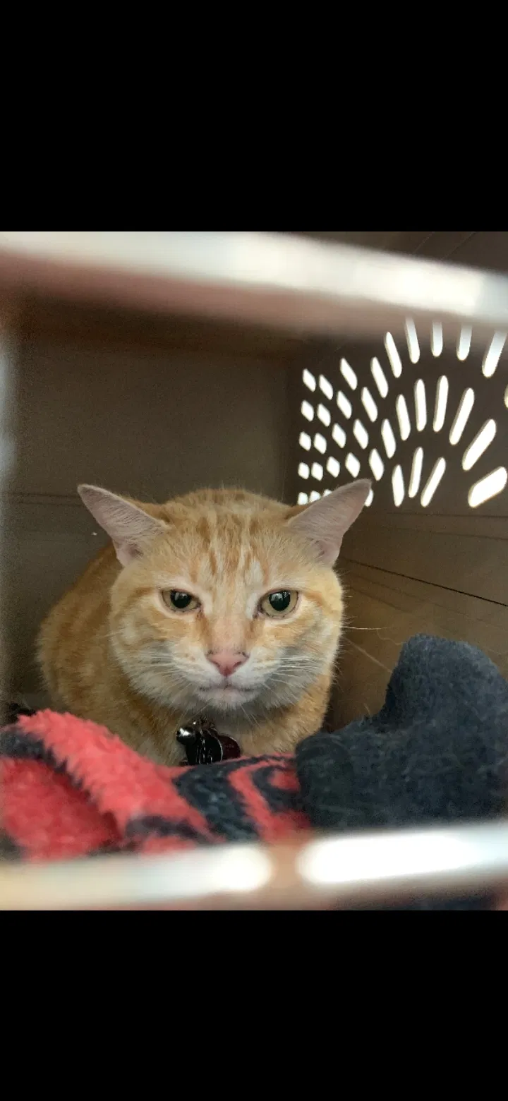 Lost cat in Brunswick, MD, 21716