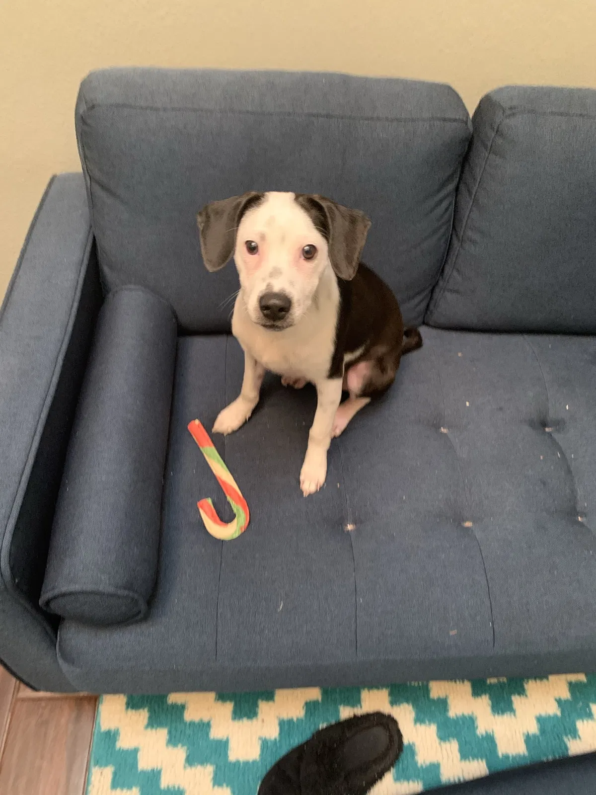 Lost dog in Fresno, TX, 77545