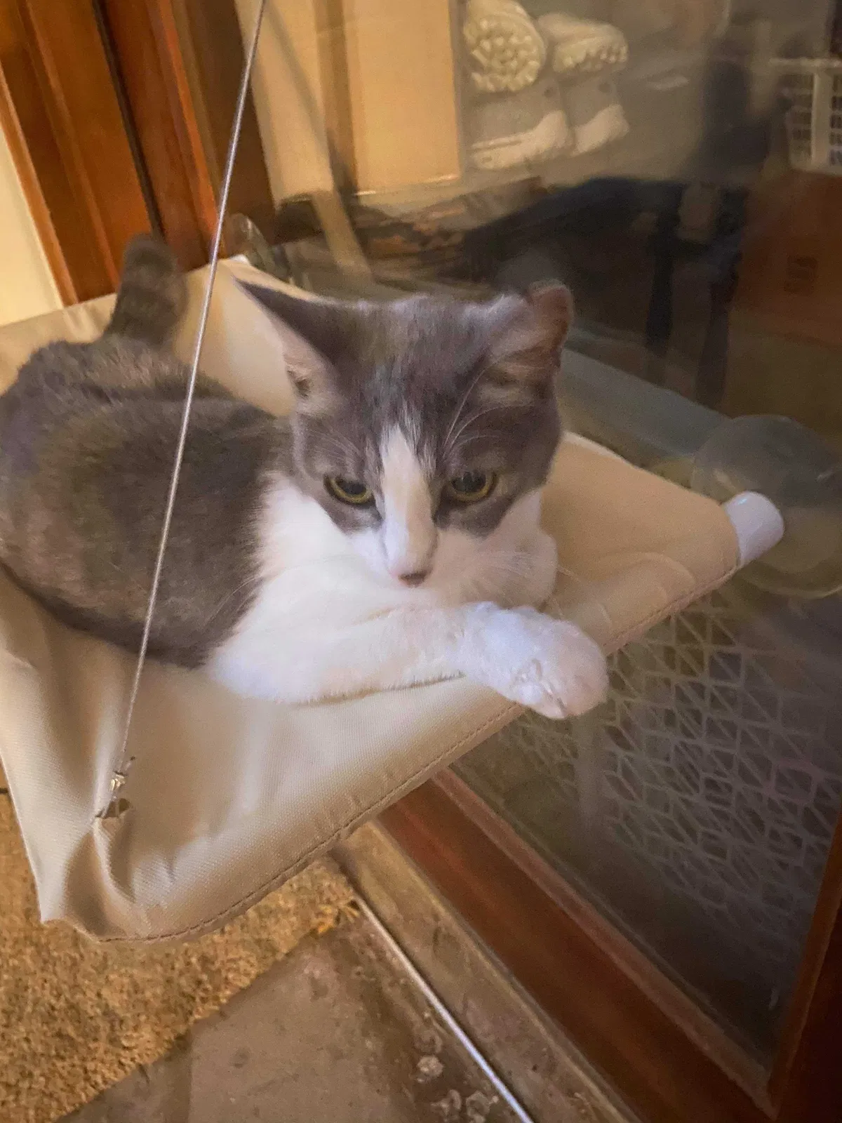 Lost cat in Carrollton, TX, 75007