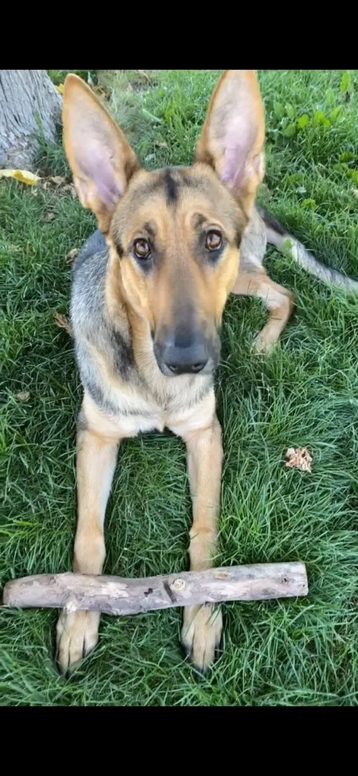 Lost dog in Stockton, CA, 95215