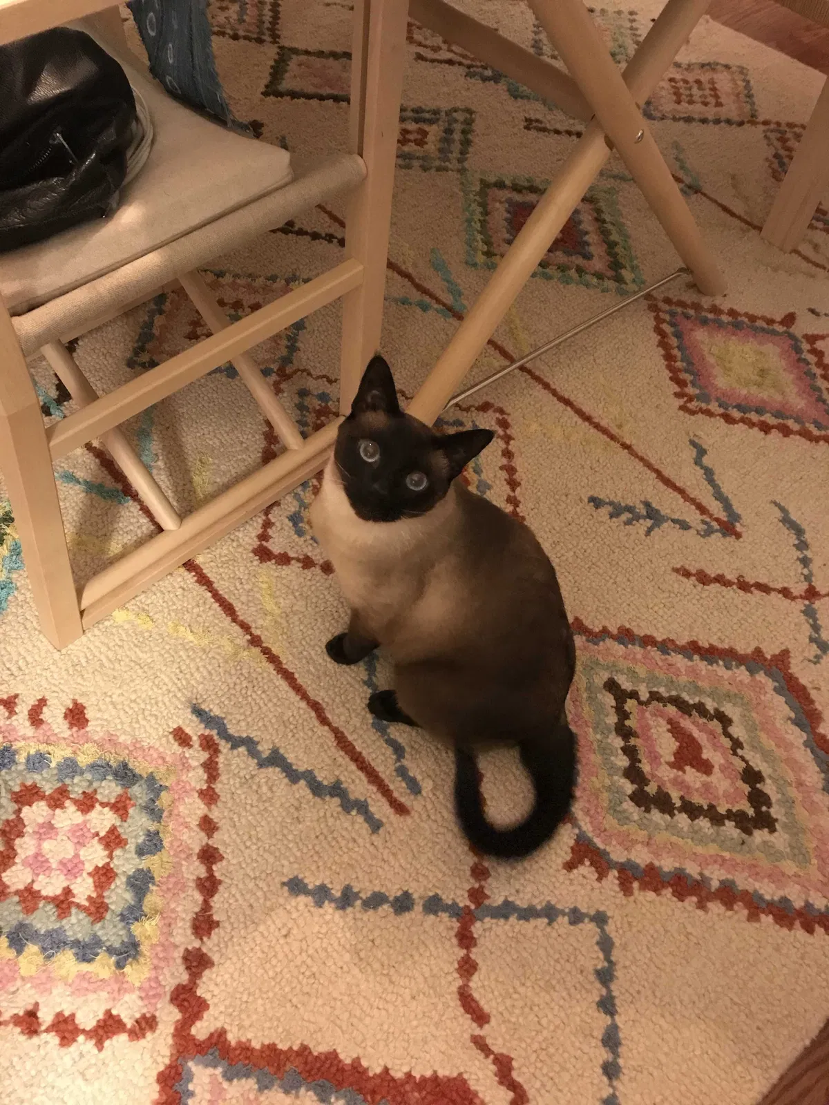 Lost cat in Carolina Beach, NC, 28428