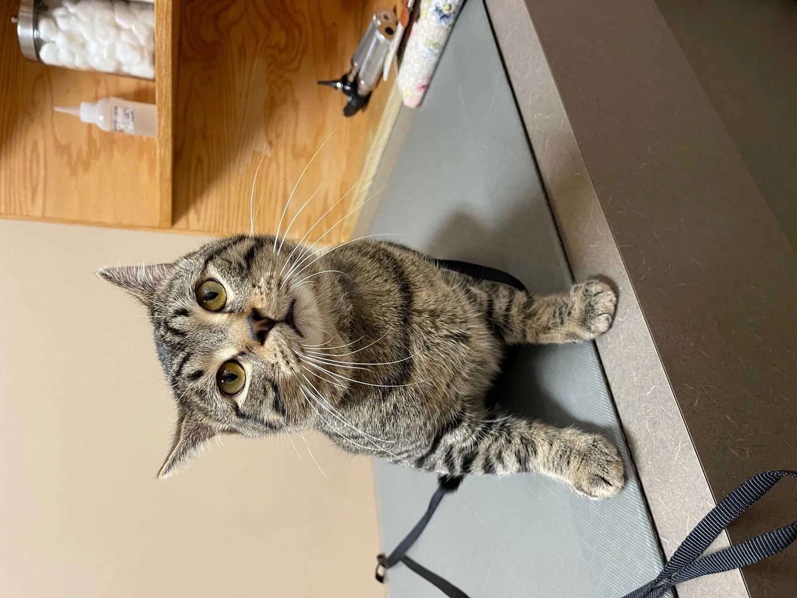 Lost cat in Racine, WI, 53405