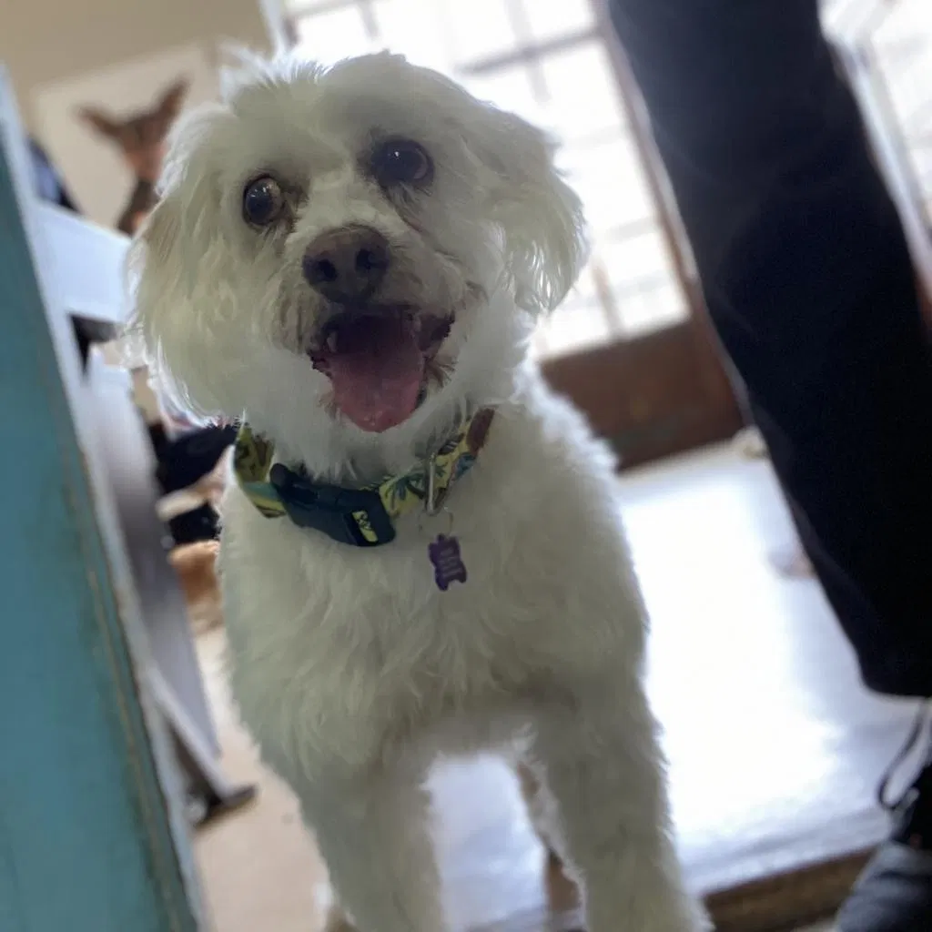 Lost dog in Albany, CA, 94706