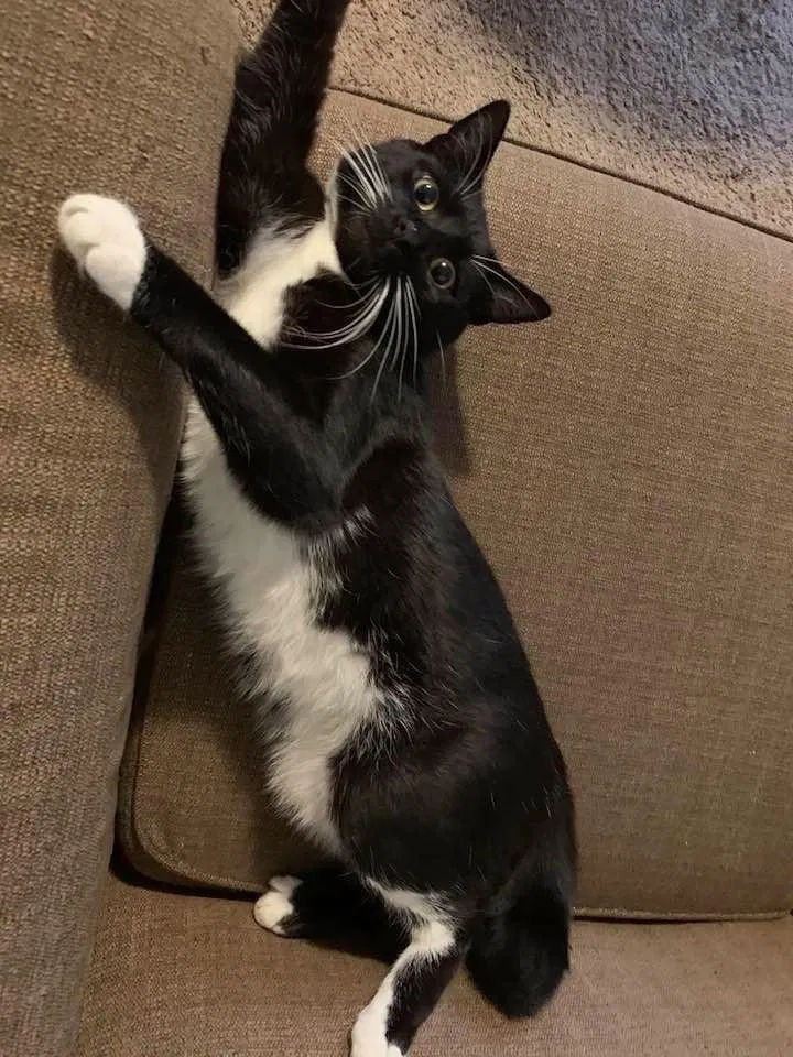 Lost cat in Dayton, OH, 45424