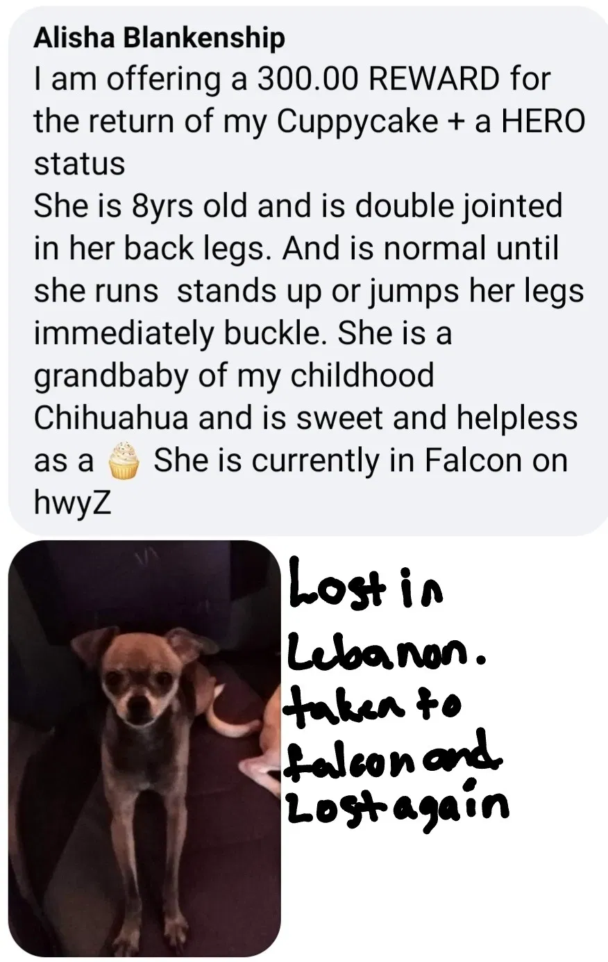 Lost dog in Falcon, MO, 65470