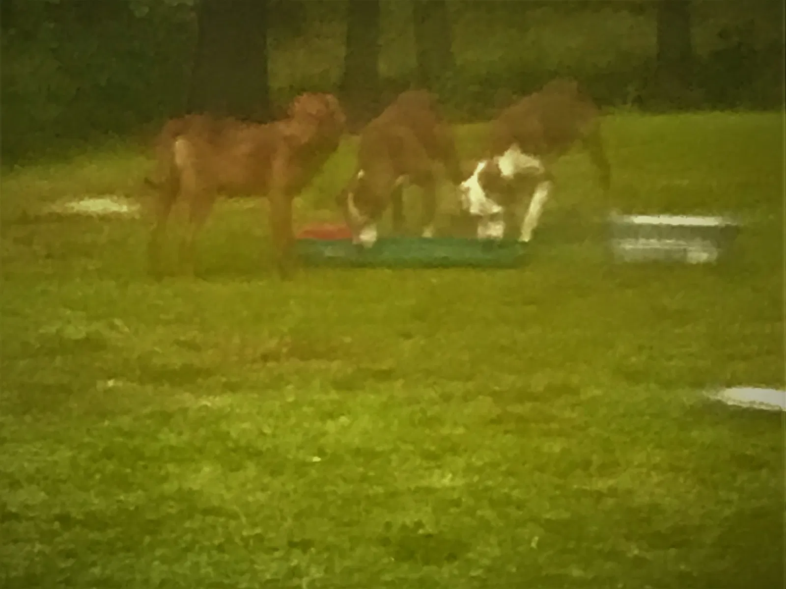 Found dog in Hahira, GA, 31632