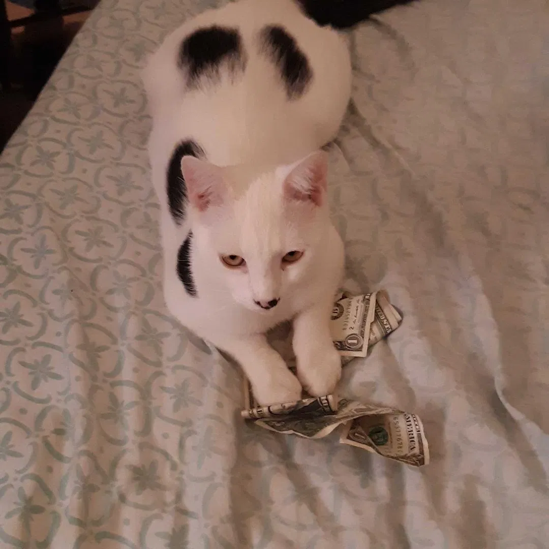 Lost cat in Brooklyn, NY, 11220