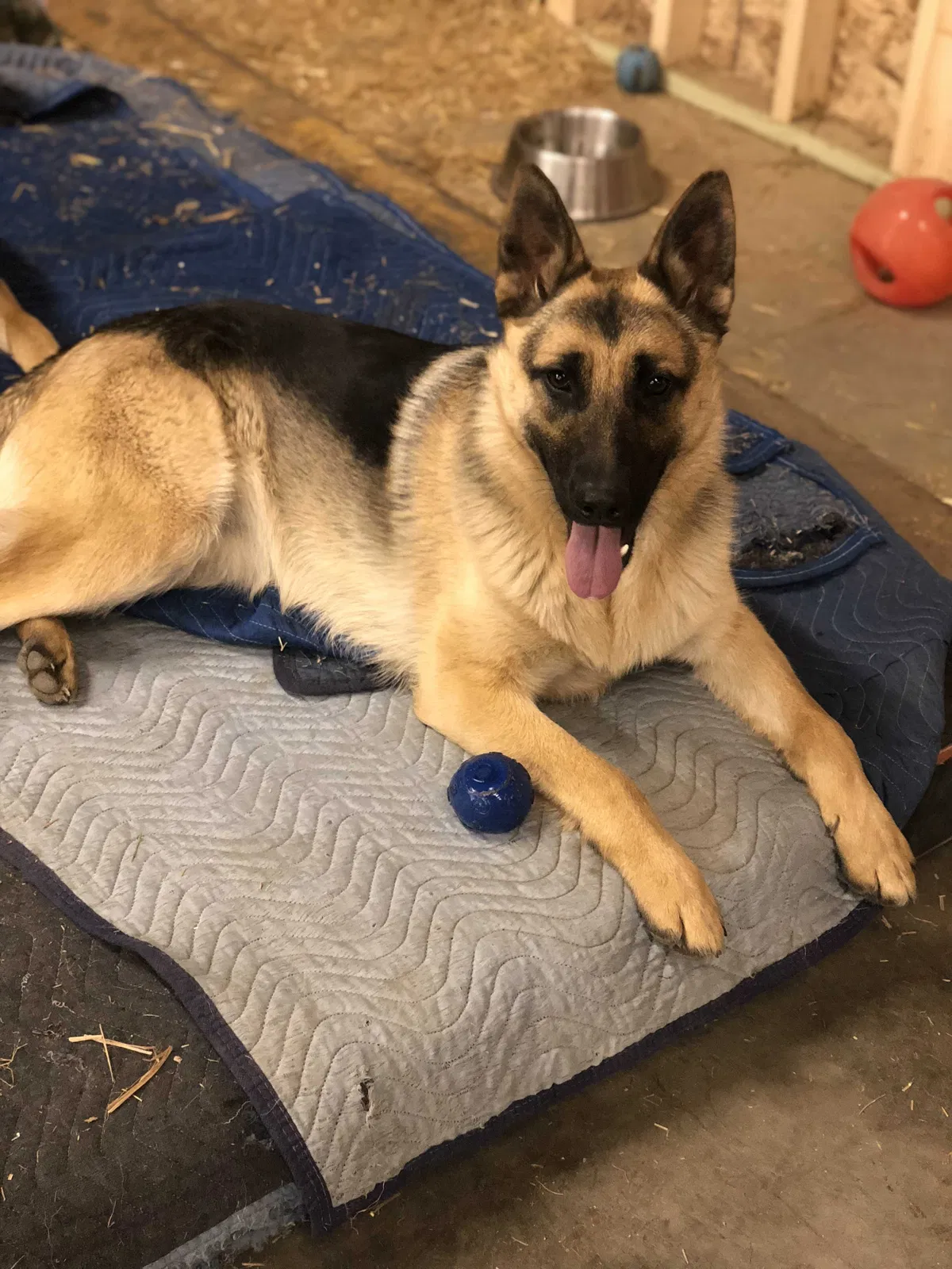 Lost dog in La Porte, IN, 46350
