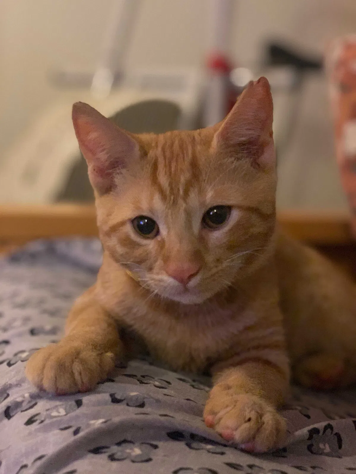 Lost cat in Haleiwa, HI, 96712