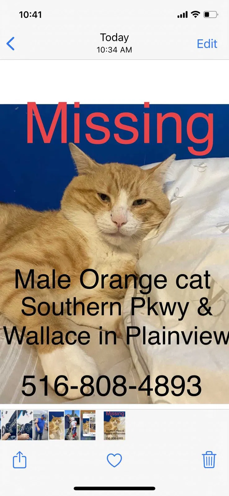 Lost cat in Plainview, NY, 11803