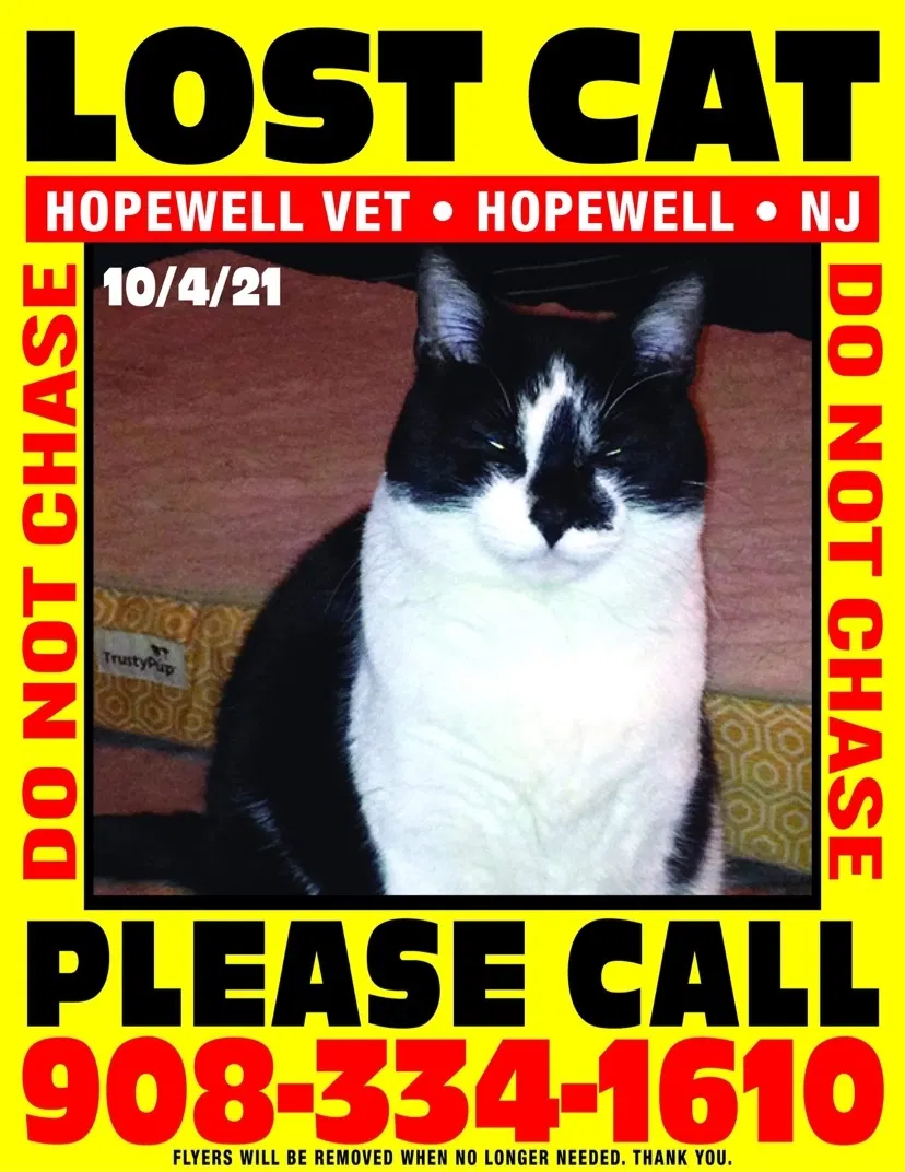 Lost cat in Hopewell, NJ, 8525