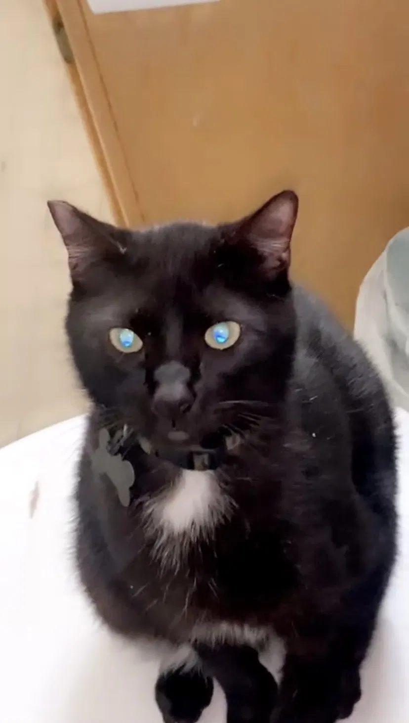 Lost cat in Wheatland, CA, 95692