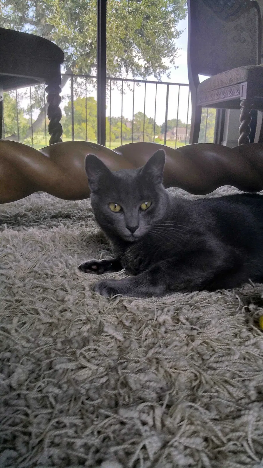 Lost cat in Sugar Land, TX, 77478