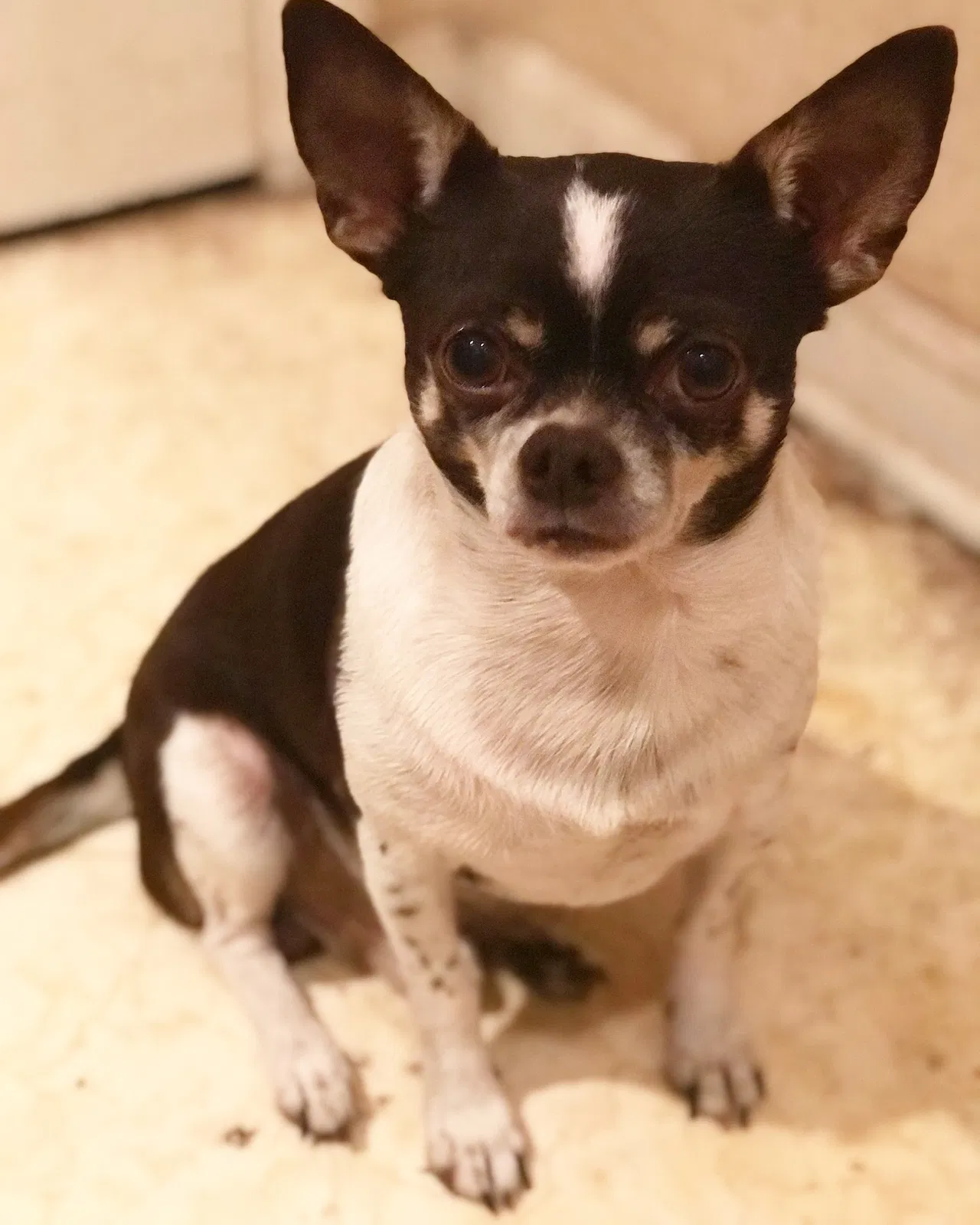 Lost dog in Franklin, TN, 37067