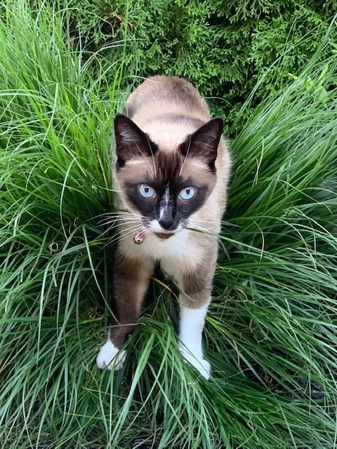 Lost cat in Fishers, IN, 46038