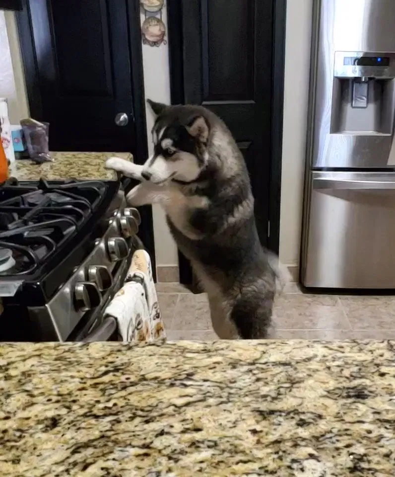 Lost dog in Tucson, AZ, 85736