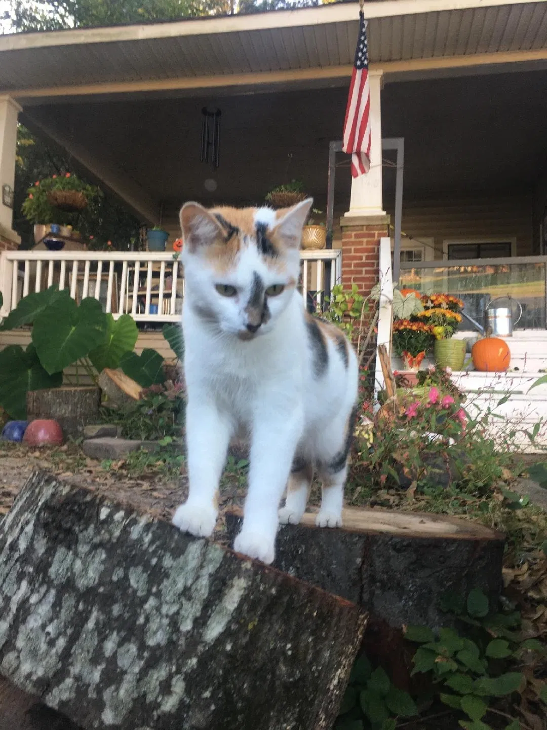 Lost cat in Rome, GA, 30161