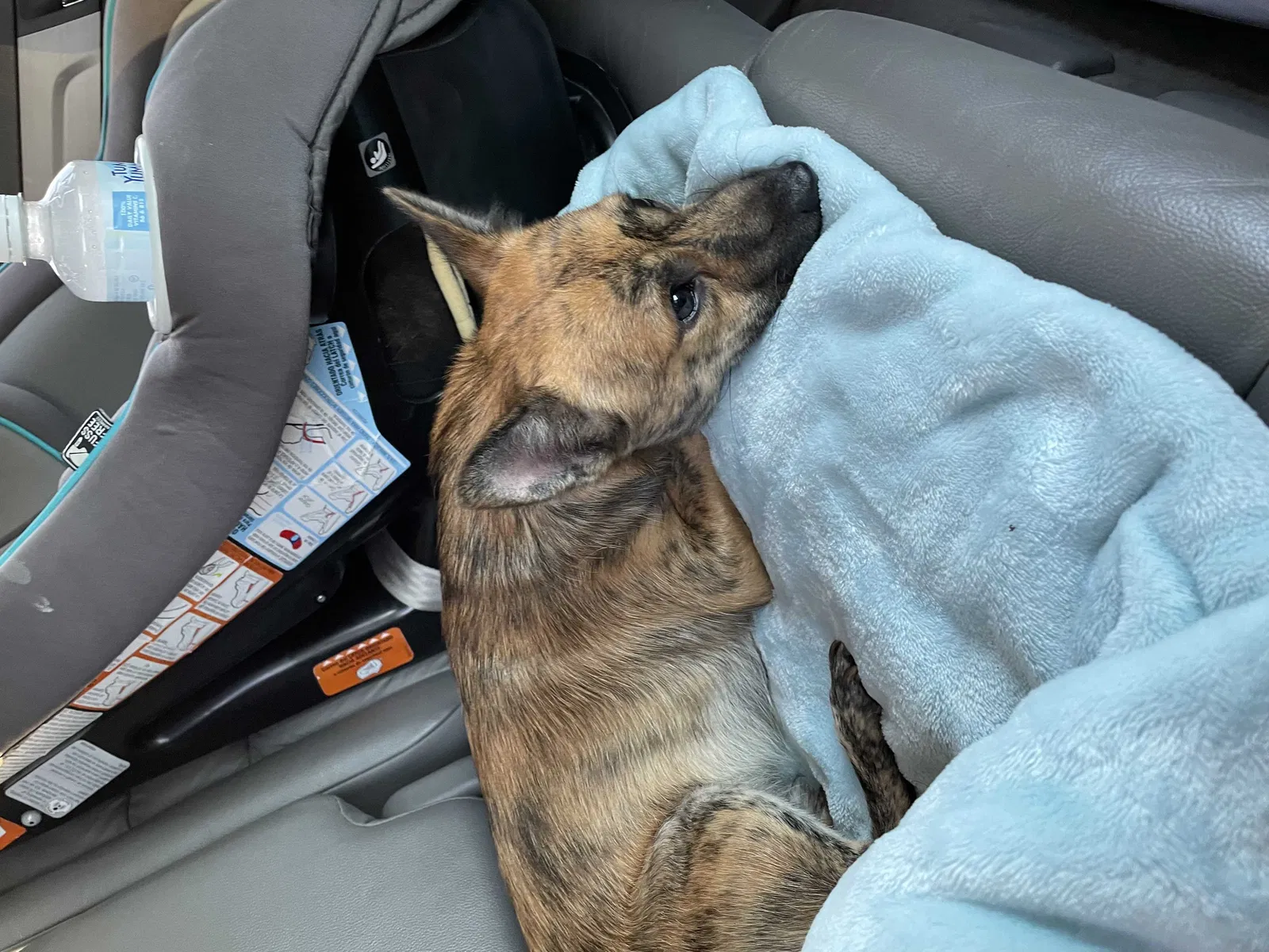 Lost dog in Houston, TX, 77044