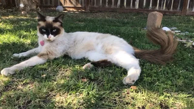 Lost cat in Meridian, ID, 83646