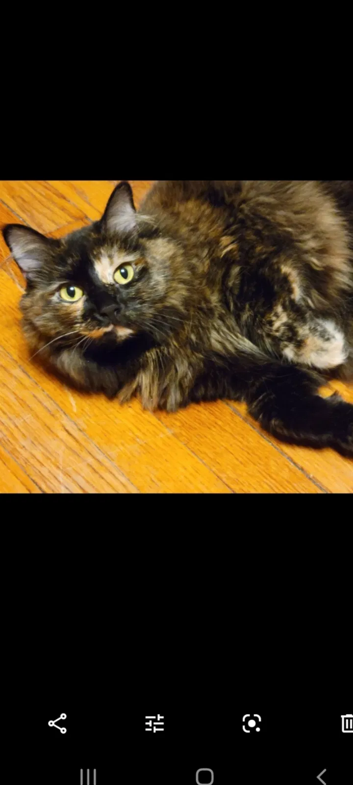 Lost cat in Baldwin Place, NY, 10505