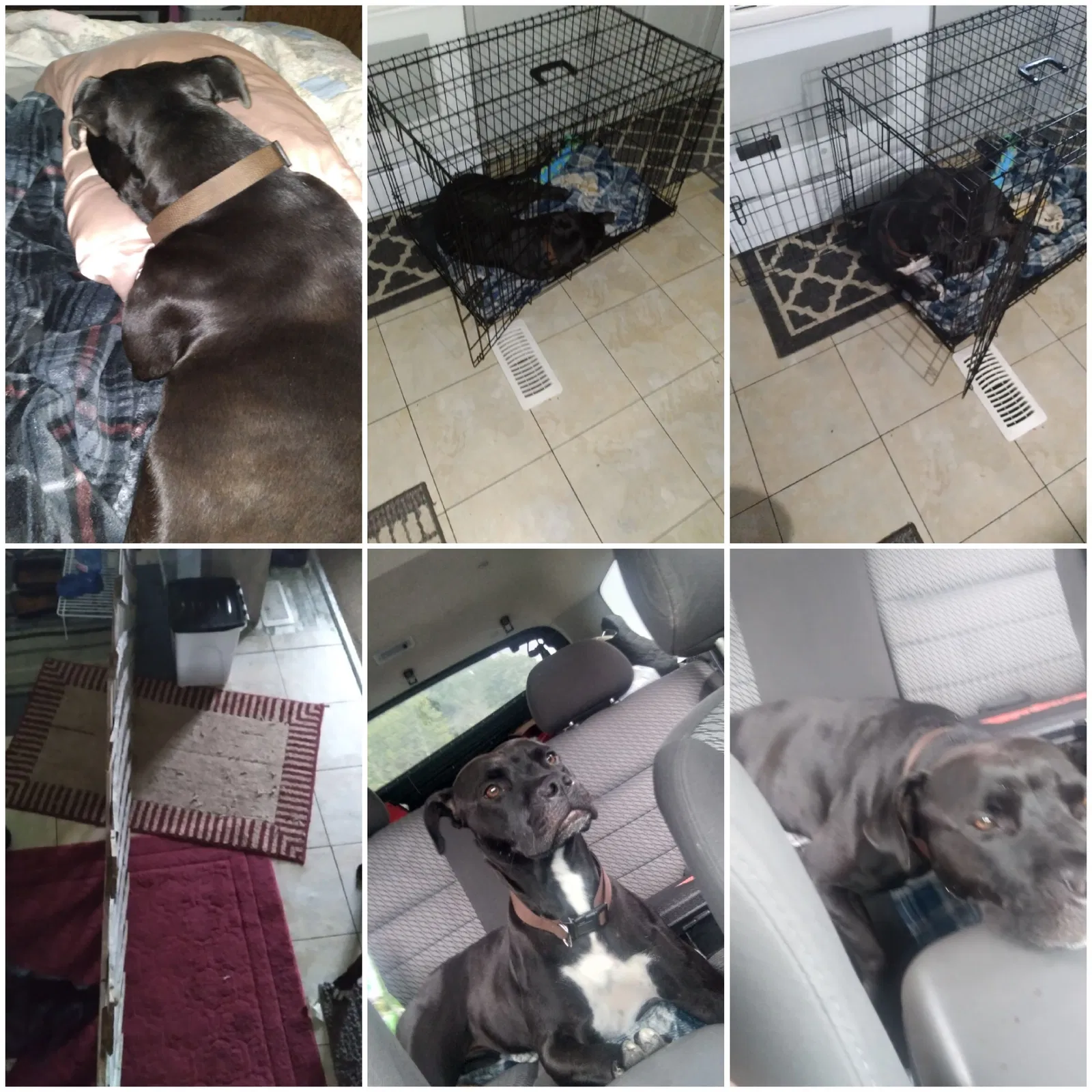 Found dog in Terre Haute, IN, 47802