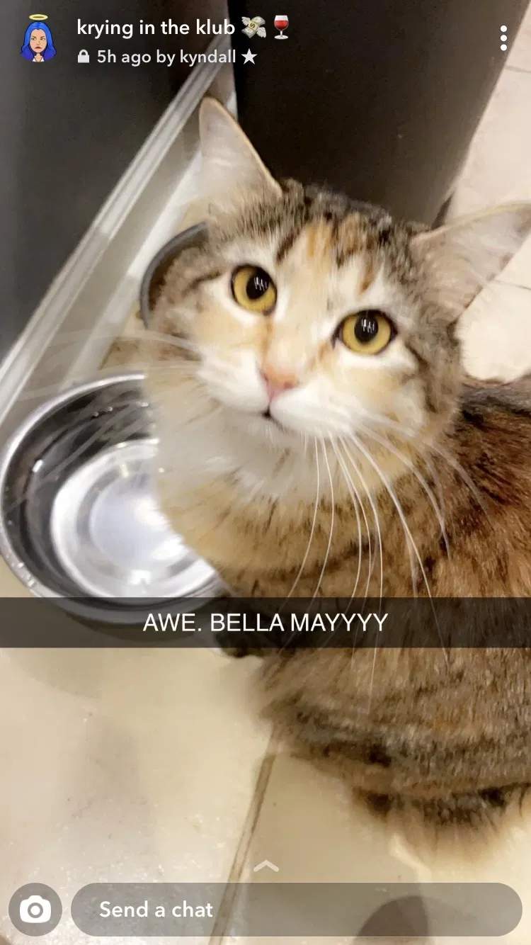 Lost cat in Harvest, AL, 35749
