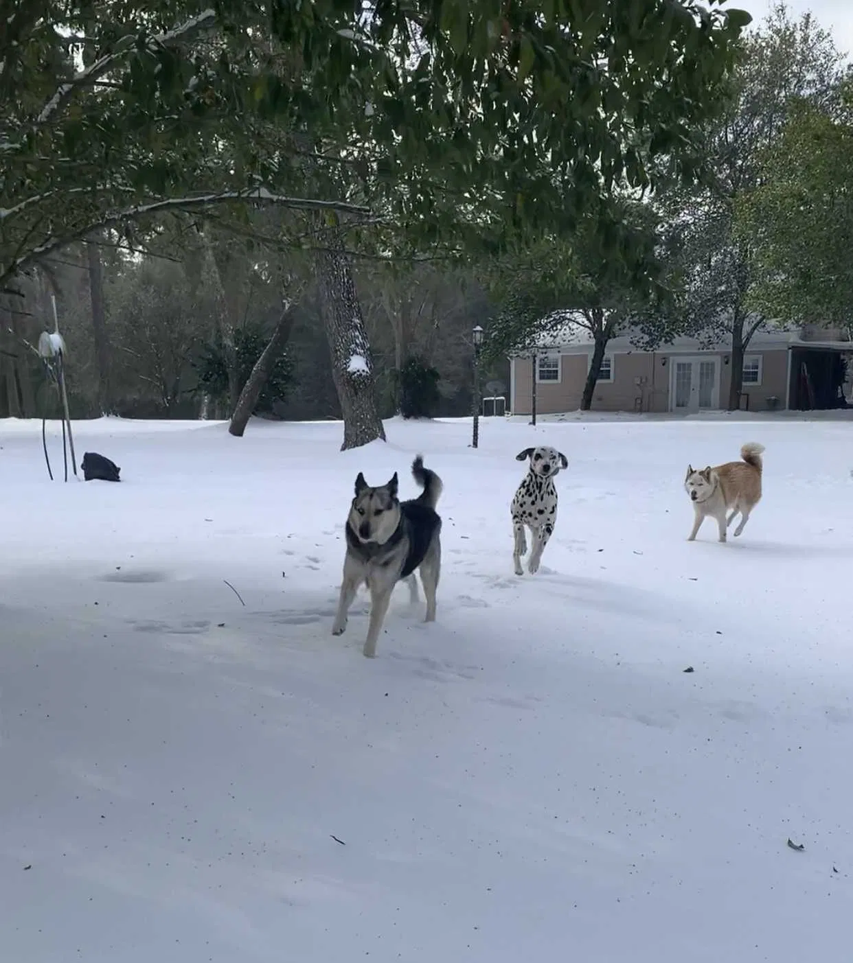 Lost dog in Willis, TX, 77318