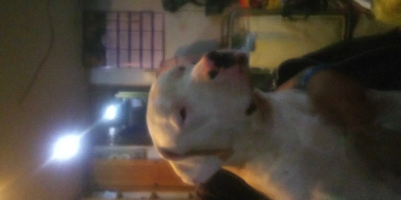 Lost dog in Alto, GA, 30510