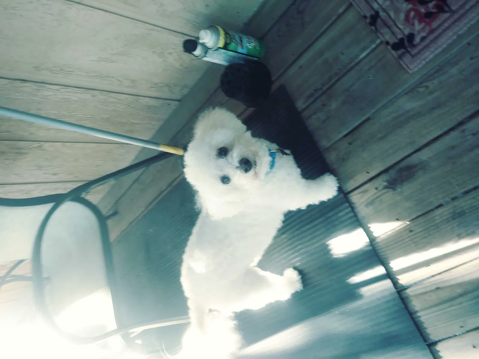 Lost dog in Conway, AR, 72032
