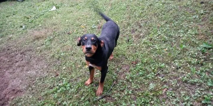 Lost dog in Clay City, KY, 40312