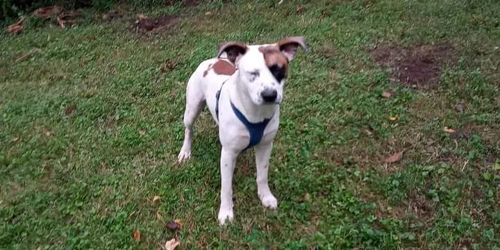 Lost dog in Clay City, KY, 40312