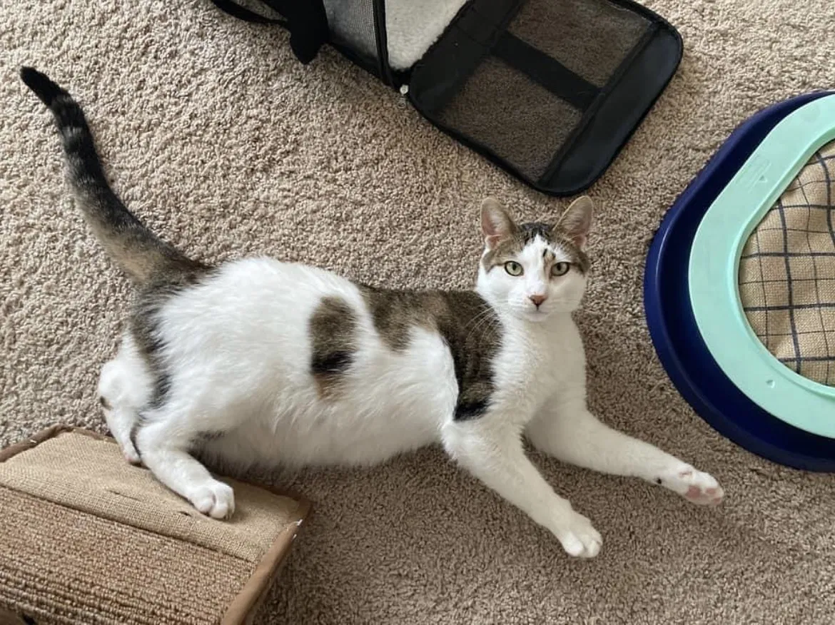 Lost cat in Lutz, FL, 33548