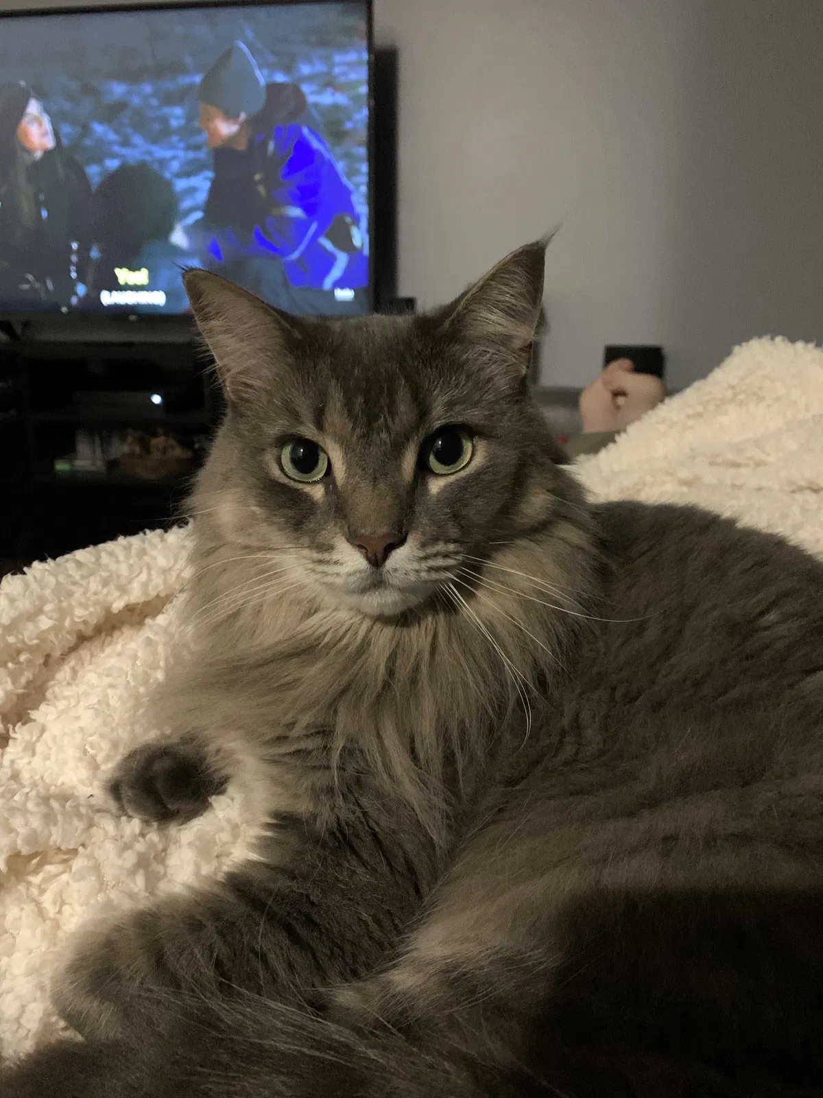 Lost cat in Cranberry Twp, PA, 16066