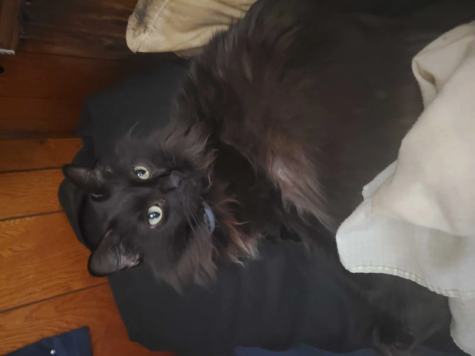 Lost cat in Swanton, OH, 43558