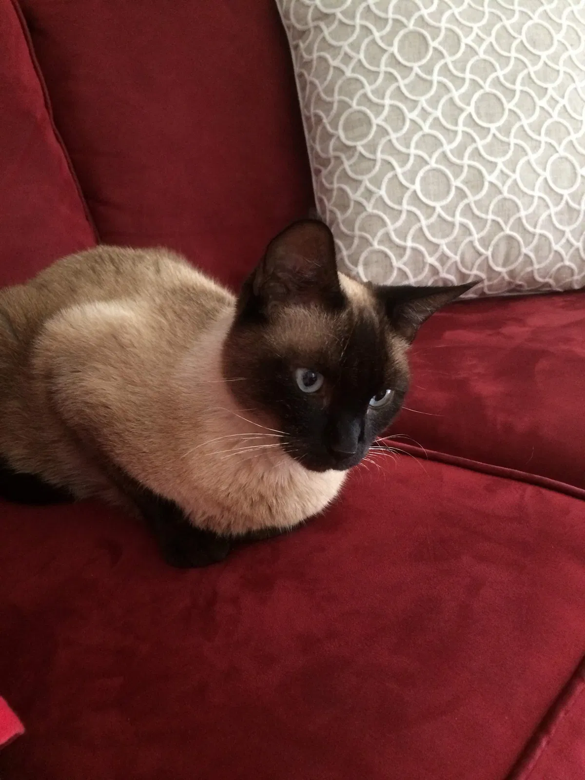 Lost cat in Semmes, AL, 36575