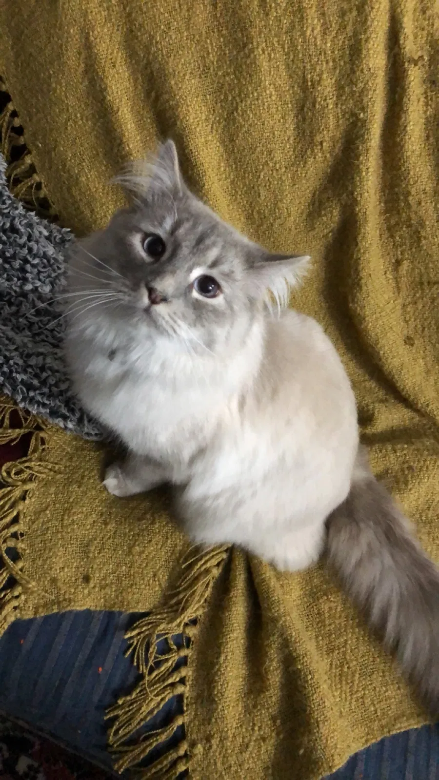 Lost cat in Ravensdale, WA, 98051