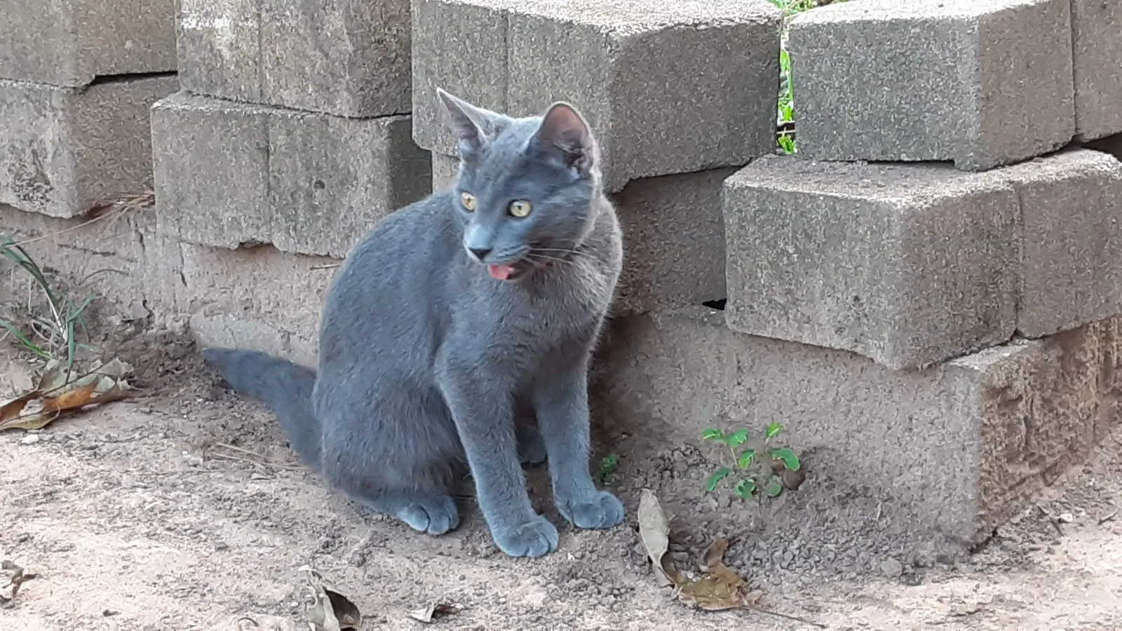Lost cat in Semmes, AL, 36575