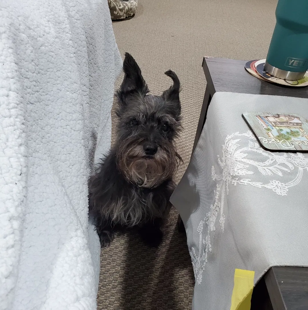 Lost dog in New Derry, PA, 15671