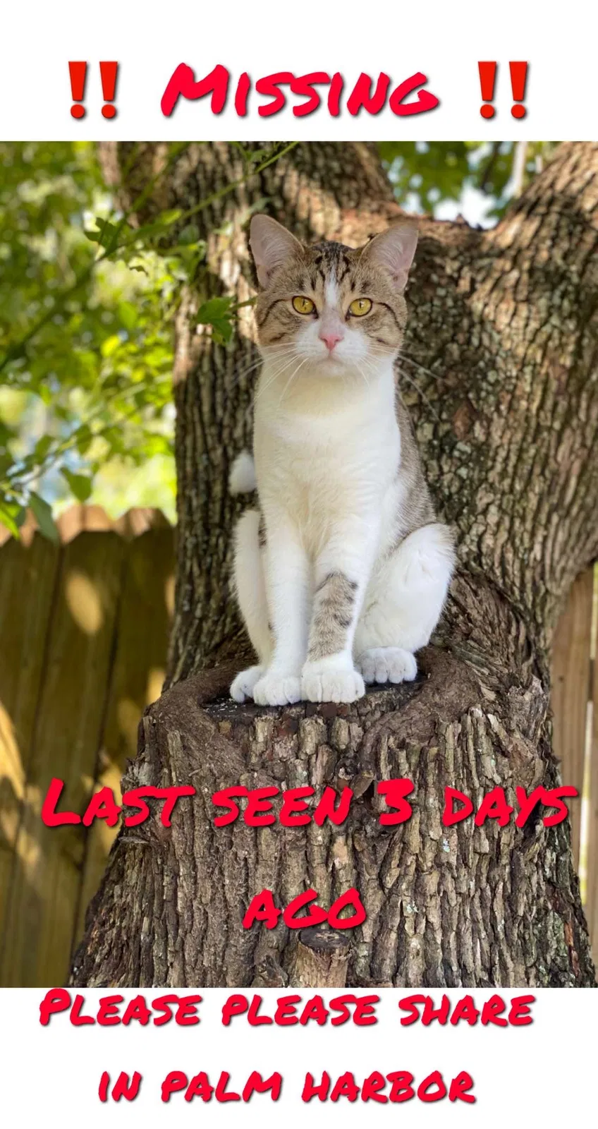 Lost cat in Palm Harbor, FL, 34683