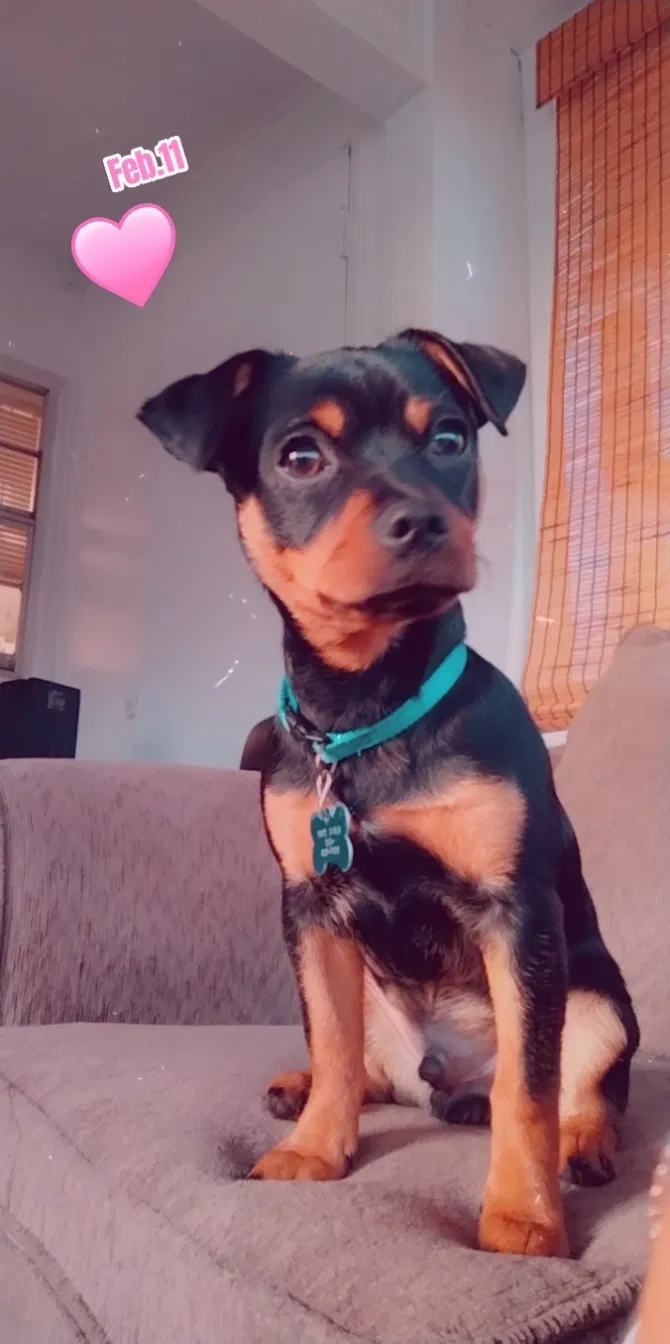 Lost dog in West Palm Beach, FL, 33415