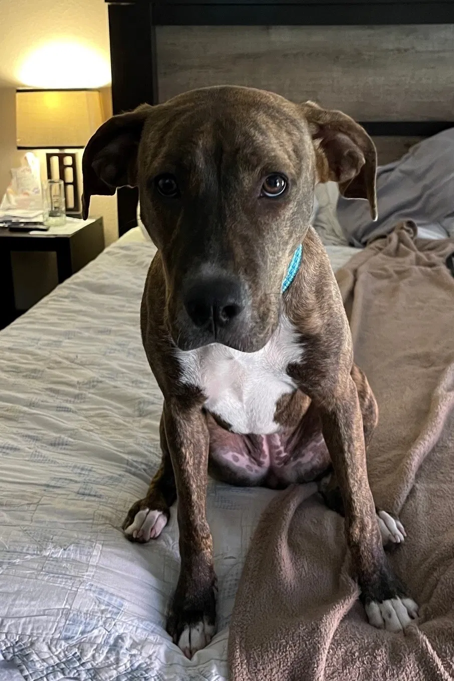 Lost dog in Woodway, TX, 76712